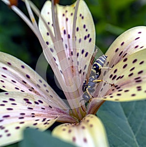 Dangerous wasp sitting on a tiger Lily flower, macro