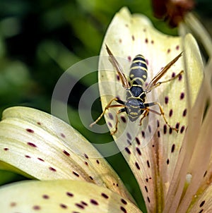 Dangerous wasp sitting on a tiger Lily flower, macro