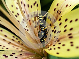 Dangerous wasp sitting on a tiger Lily flower, macro