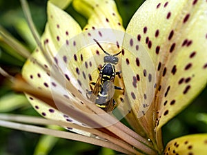 Dangerous wasp sitting on a tiger Lily flower, macro
