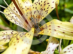 Dangerous wasp sitting on a tiger Lily flower, macro