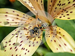 Dangerous wasp sitting on a tiger Lily flower, macro