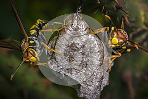 Dangerous wasps building a nest