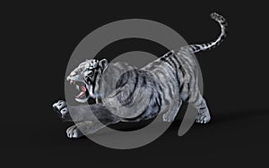 Dangerous White Bengal tiger with Clipping Path.