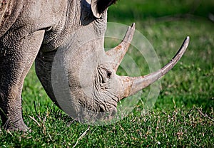 Dangerous white rhinocerous eats grass in Kenya
