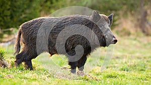 Dangerous wild boar with long tusks standing on green grass in spring forest