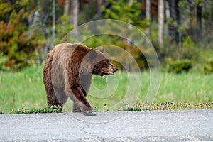 Dangerous wildlife encounter with an american black bear Ursus americanus coming out of the woods, and running through the road