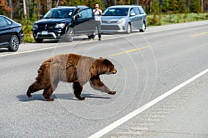 Dangerous wildlife encounter with an american black bear Ursus americanus coming out of the woods, and running through the road