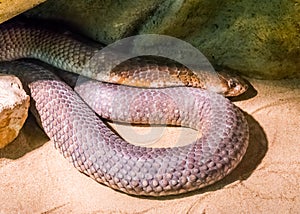 Dangerous wildlife reptile portrait of a black mamba snake a very venomous snake specie