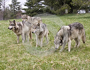 Dangerous Wolf Pack