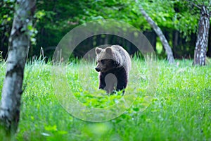 Brown bear , ursus arctos , walks on mountain meadow. Wildlife scenery