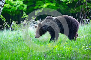 Brown bear , ursus arctos , walks on mountain meadow. Wildlife scenery