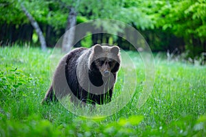 Medveď hnedý, ursus arctos, prechádzky po horskej lúke. Príroda divokej zveri