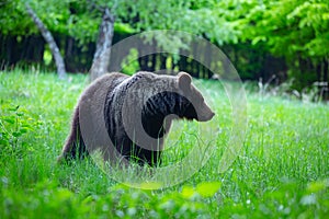 Medveď hnedý, ursus arctos, prechádzky po horskej lúke. Príroda divokej zveri