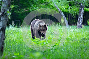 Brown bear , ursus arctos , walks on mountain meadow. Wildlife scenery