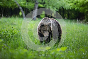 Brown bear , ursus arctos , walks on mountain meadow