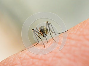 Dangerous Zica virus aedes aegypti mosquito on human skin photo