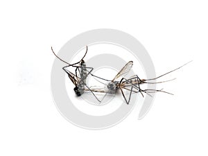Dangerous Zika virus aedes aegypti Dead mosquitoes on white background