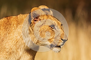 Dangerouse lion Panthera leo lioness head close-up portrait