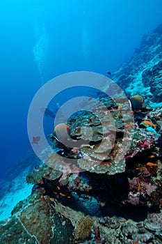 Dangerously beautiful aceh indonesia scuba diving photo