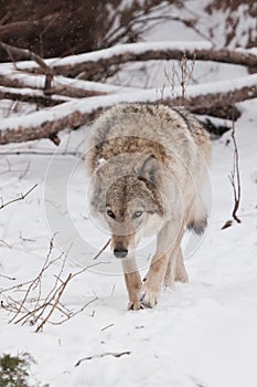 dangerously goes. beast hunting sniffs prey. Gray wolf female in the snow, beautiful strong animal in winter