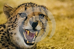 Dangerously looking angry cheetah showing her teeth