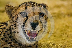 Dangerously looking angry cheetah showing her teeth