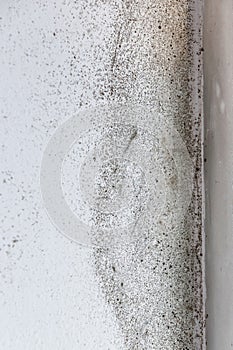 A dangerously mouldy white wall