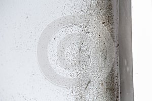 A dangerously mouldy white wall