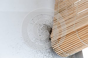 A dangerously mouldy white wall