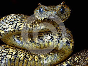 Dangerously poisonous snake very close in ZOO photo