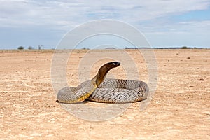 Dangerously venomous Inland Taipan