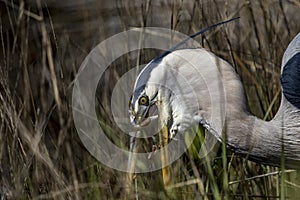 Dangers of monofilament and wildlife