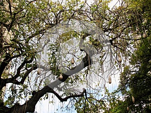 Dangle (sausage tree) fruit. Kigelia tree, Bignoniaceae.