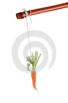 Dangling carrot photo