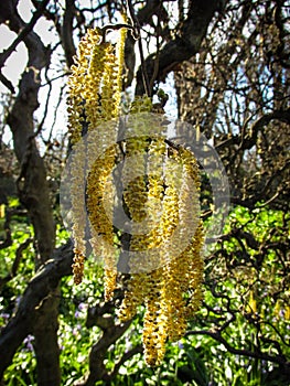 Dangling golden colored flowers illuminated by sunlight