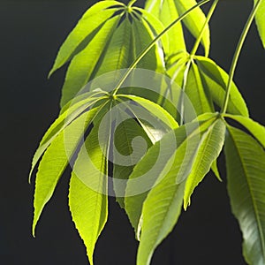 Dangling plant leaves