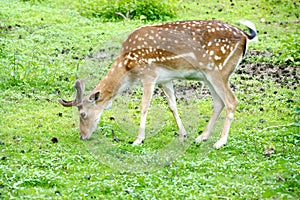 Daniel deer eats green grass, Dama dama