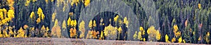 Daniels Summit autumn quaking aspen leaves by Strawberry Reservoir in the Uinta National Forest Basin, Utah, along Highway 40