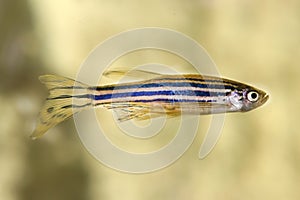 Danio fish. Aquarium macro closeup background