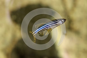 Danio fish. Aquarium macro closeup background