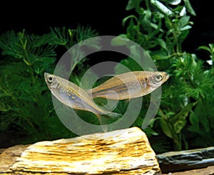 DANIO MALABAR  danio aequipinnatus