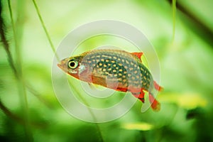 Danio margaritatus Freshwater fish, celestial pearl danio in the aquarium, galaxy rasbora or Microrasbora Galaxy. aquascaping phot