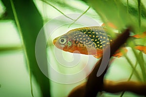 Danio margaritatus Freshwater fish, celestial pearl danio in the aquarium, galaxy rasbora or Microrasbora Galaxy. aquascaping phot