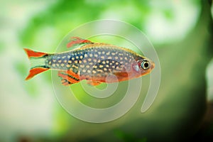 Danio margaritatus Freshwater fish, celestial pearl danio in the aquarium, is often as often referred as galaxy rasbora or Microra