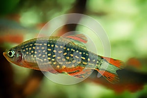 Danio margaritatus Freshwater fish, celestial pearl danio in the aquarium, rasbora galaxy or Microrasbora Galaxy. Animal aquascapi