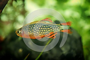 Danio margaritatus Freshwater fish, celestial pearl danio in the aquarium, rasbora galaxy or Microrasbora Galaxy. Animal aquascapi