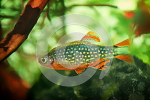 Danio margaritatus Freshwater fish, celestial pearl danio in the aquarium, rasbora galaxy or Microrasbora Galaxy. Animal aquascapi