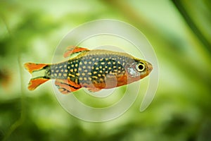 Danio margaritatus Freshwater fish, celestial pearl danio in the aquarium, galaxy rasbora or Microrasbora Galaxy. aquascaping phot