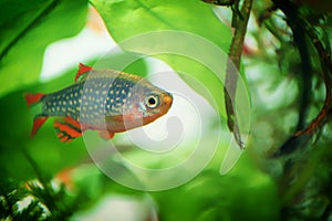 Danio margaritatus Freshwater fish, celestial pearl danio in the aquarium, is often as often referred as galaxy rasbora or Microra